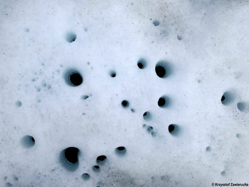 1.Kriokonity czyli tzw. lodowe hot spoty. Są to miejsca na lodowcach w których możemy znaleźć najwięcej mikroorganizmów. Fot. Krzysztof Zawierucha