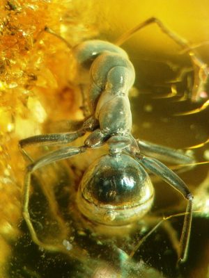 Bałtycki bursztyn, a w nim mrówka sprzed 40-50 mln lat. Fot. Anders L. Damgaard - www.amber-inclusions.dk