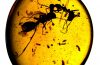 Zatopione w bursztynie walczące mrówki liczą 99 mln lat. Znalezisko pochodzi z Birmy, a przechowywane jest w American Museum of Natural History w Nowym Jorku. Źródło: AMNH/D. Grimaldi oraz P. Barden