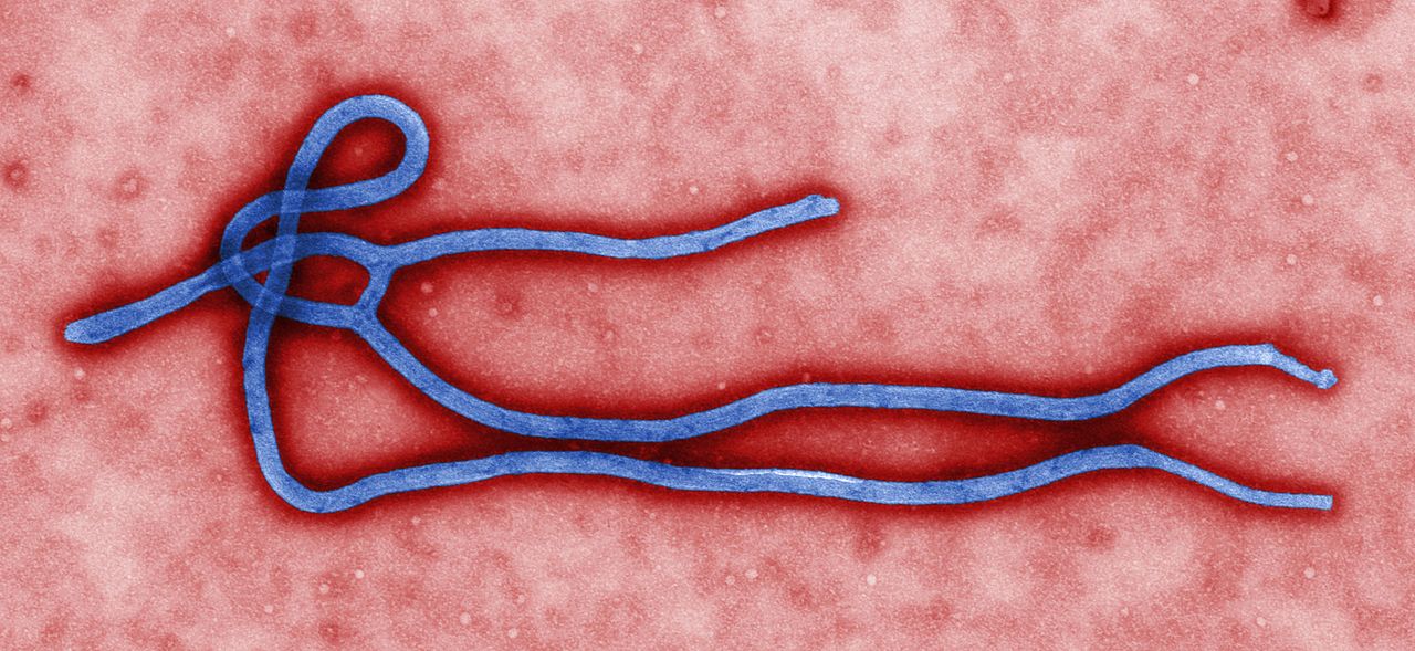 Wirus Ebola Fot. CDC