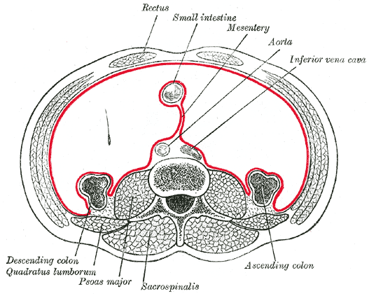 Przekrój poprzeczny przez otrzewną w dolnej części brzucha. Źródło: Gray's Anatomy
