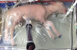 Płód owcy w 107. dniu ciąży umieszczony w sztucznej macicy. Fot. Alan W. Flake, William H. Peranteau et al. 2017