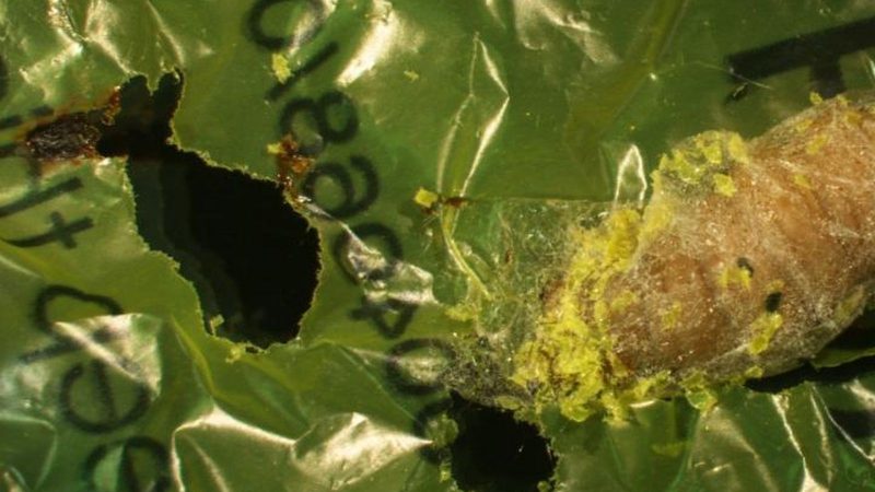 Gąsienice barciaka większego jedzące plastikową torbę Fot. Federica Bertocchini et al., 2017
