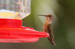 Zamyślony koliber na karmniku. fot. Łukasz Bołdys