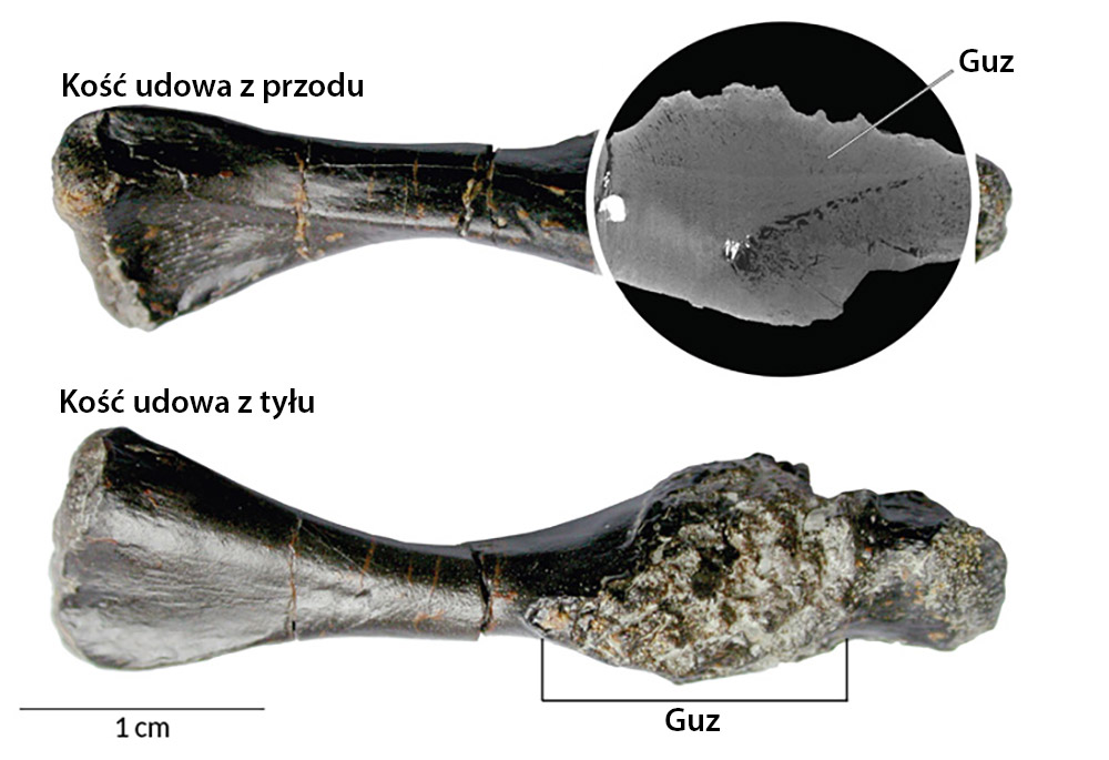 Zdjęcie kości udowej przodka żółwia z widocznym guzem