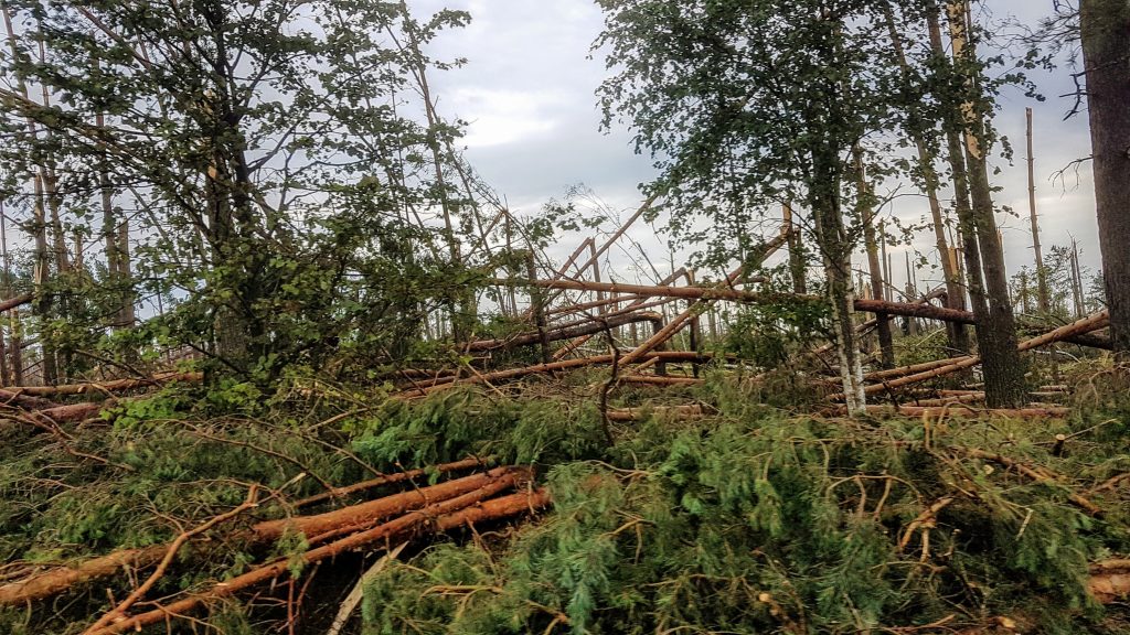 Zniszczony las w pobliżu Suszka - sierpień 2017. Fot. Crazy Nauka