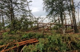 Zniszczony las w pobliżu Suszka - sierpień 2017. Fot. Crazy Nauka