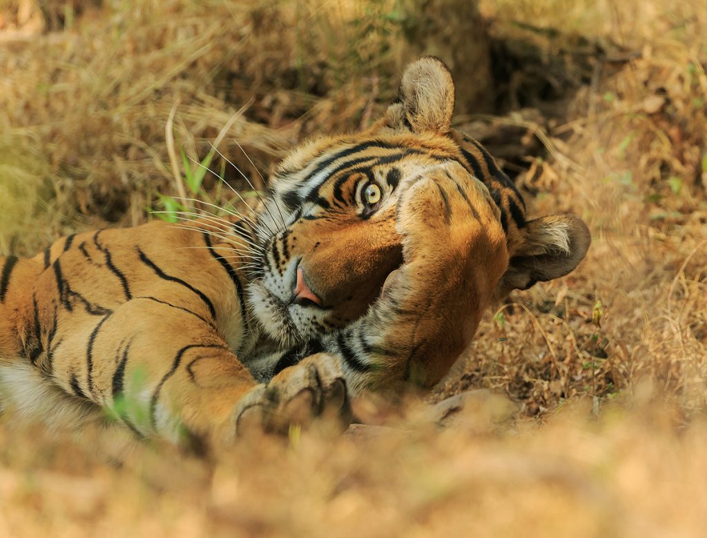 Tygrys bengalski. Fot. © Jagdeep Rajput / Comedy Wildlife Photo Awards 2020