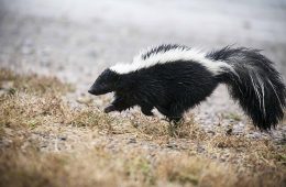 Skunks. Fot. USFWS Mountain-Prairie (CC BY 2.0)