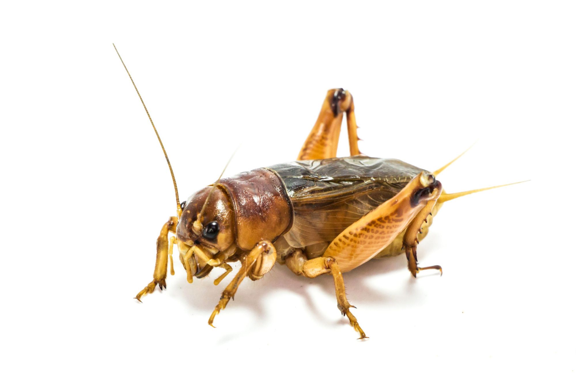 17 datos sobre comer insectos – Crazy Science